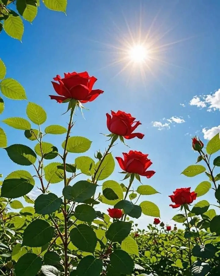 Beautiful Pictures For Dp