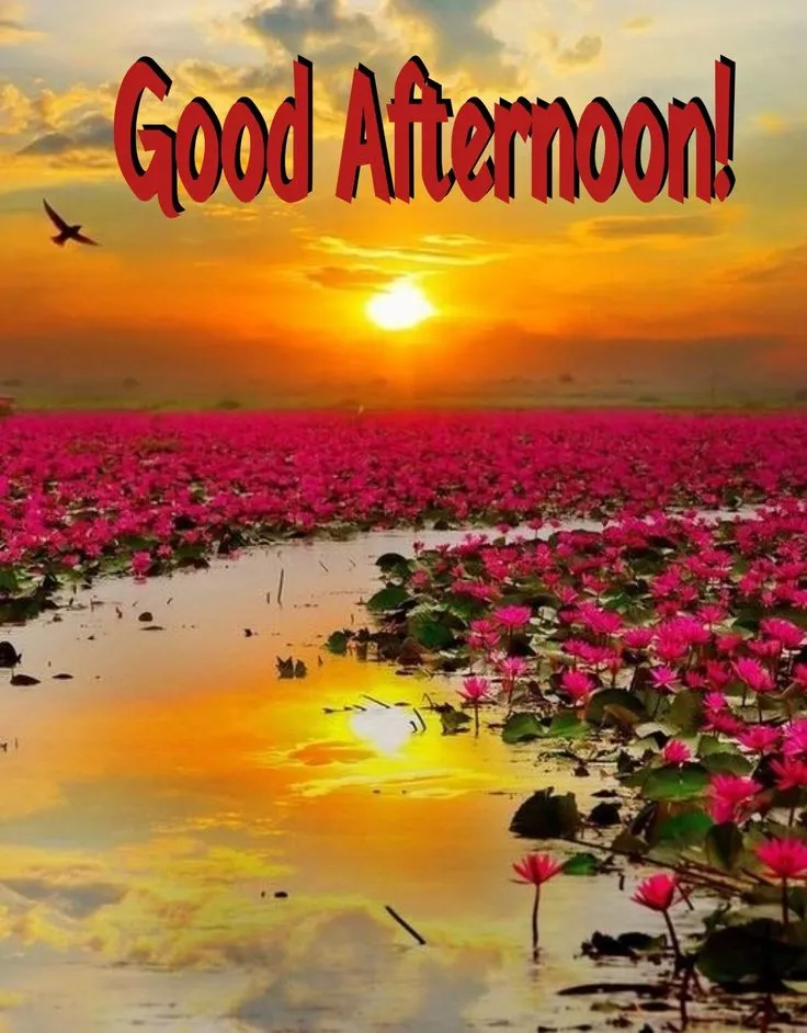 Good Afternoon Images